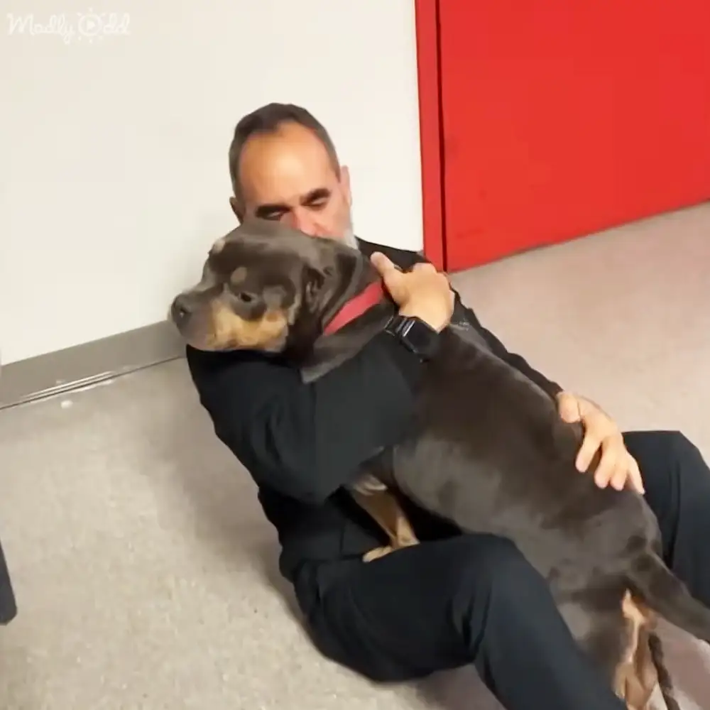 Stolen dog emotional reunion