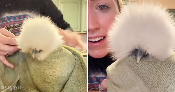 A silkie chicken wrapped in a blanket, eyes closed in contentment, in a cozy domestic setting.