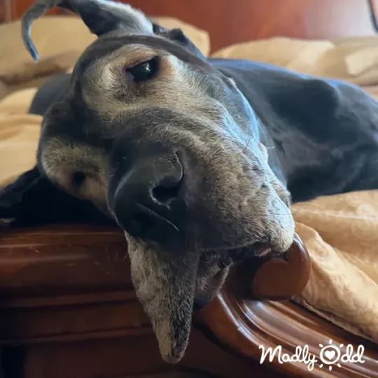 Great Danes wake up, one stretching while the other rolls over in bed.