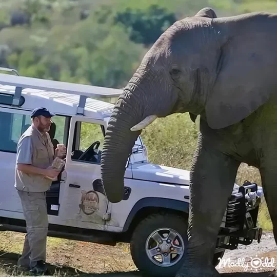 Elephant herd rescue mission, animals running, rescuers coordinating efforts.