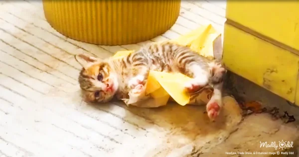 Kitten rescue in progress. Kitten stuck to glue trap is being rescued.