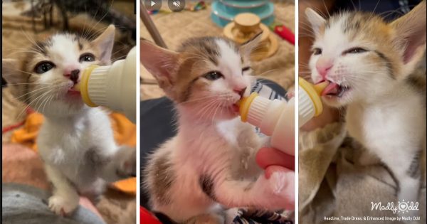 Rescue kittens drinking milk, playing, and growing. Watch bottle-fed kittens from Cool Cat Rescue AZ learn to eat, nap, and explore. Daily kitten videos show real rescue work - feeding schedules, socialization, and first-time experiences. See kittens of all colors and ages, from newborns to adoption-ready. Cat lovers, get your fix of purrs, meows, and tiny paw action. #RescueKittens #CatRescue #KittenVideos #CatLovers #CatShelter #FosterKittens