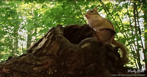 A chipmunk with comically overstuffed cheeks