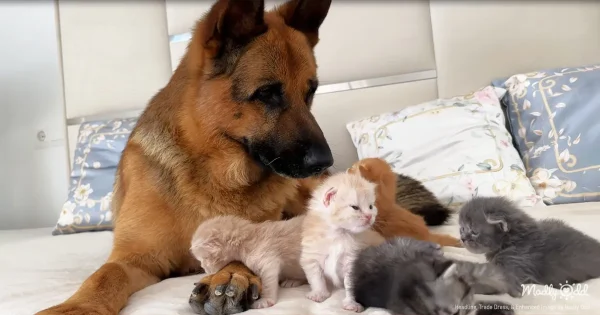 A majestic German Shepherd lies on a plush carpet